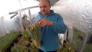 Вирощування тюльпанів. Тюльпан Династія. Tulips Dynasty / Тюльпан Династия. Tulips Dynasty
