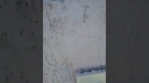 Нанесение Короеда 2,5 (Опыт нулевой)