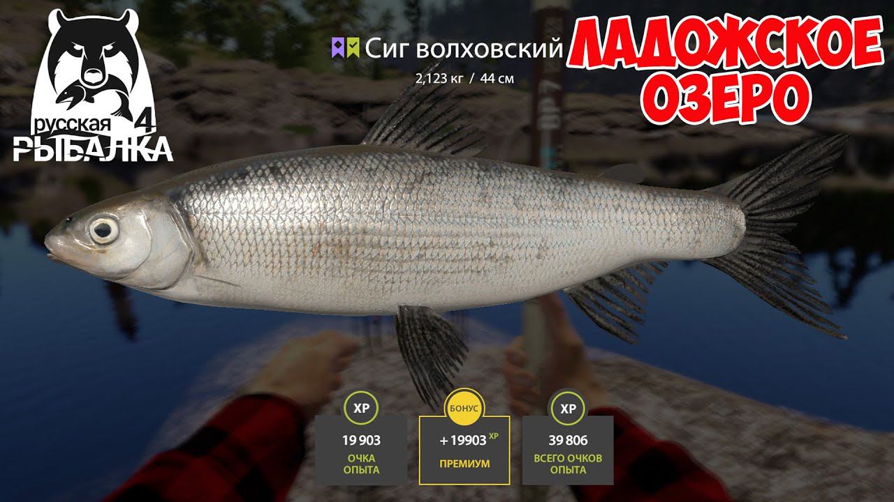СИГ ЛАДОЖСКИЙ И ВОЛХОВСКИЙ НА ЛАДОЖСКОМ ОЗЕРЕ ФАРМ НА МАХ РУССКАЯ РЫБАЛКА 4 РР4 смотреть онлайн