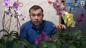 ОРХИДЕИ СЕКРЕТ УСПЕХА. УСЛОВИЯ ВЫРАЩИВАНИЯ ОРХИДЕЙ. ОРХИДЕИ ФАЛЕНОПСИС