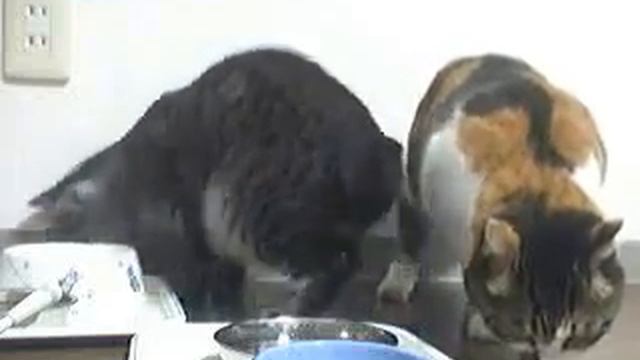 mike tora diary 2006-11-01 смотреть онлайн