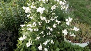 ЧУБУШНИК ВЕНЕЧНЫЙ или ЖАСМИН САДОВЫЙ 2021 год #100