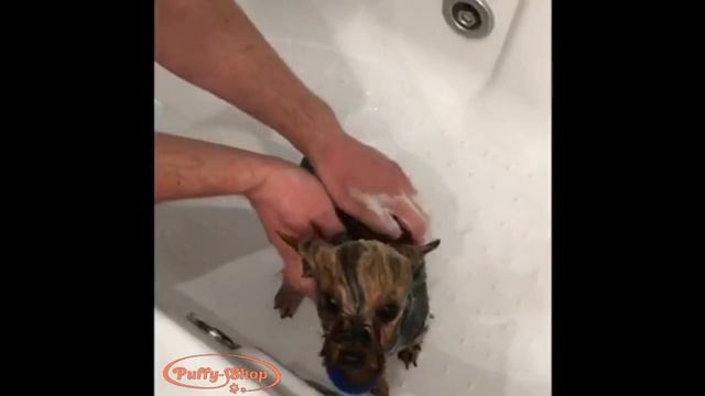 Приучаем к купанию вместе с Puffy-Shop смотреть онлайн