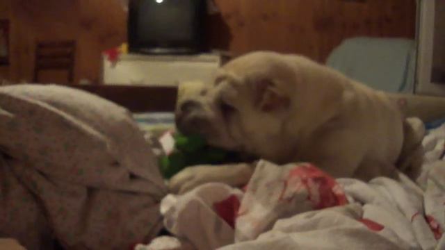 Плющевый шарпей, рвет игрушку смотреть онлайн