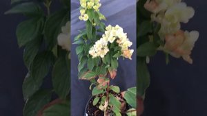 Спалила гортензии ? зацвёл мэджикал файер, фантом и ванила фрэйз ?