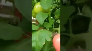Розовый томат Боярин F1