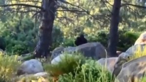 Снежный человек, с потомством!"Bigfoot with his offspring"😱😳😱Они существуют.