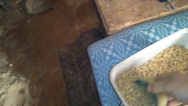 КУРЫ НЕ НЕСУТСЯ ЗИМОЙ?   ДРОЖЖЕВАНИЕ КОРМА ДЛЯ КУР.  ВЫСОКАЯ ЯЙЦЕНОСКОСТЬ.