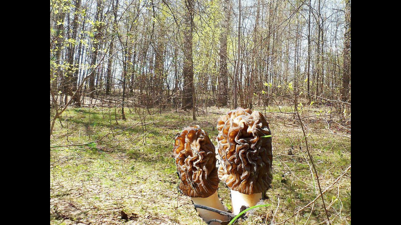 В лес за сморчками смотреть онлайн