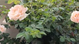 Накрутили компотов на зиму🍐🥭 Купили корма нашим курочкам 🐔🦢 Дом на Кубани🏡