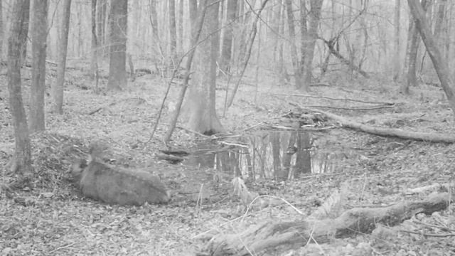 Гон пятнистого оленя. Гонная яма. смотреть онлайн