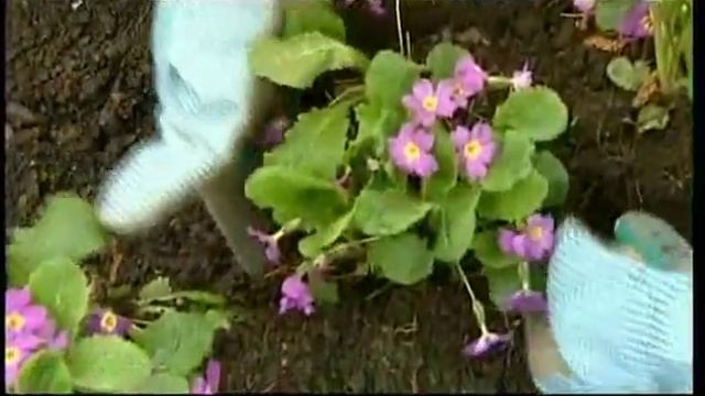 КАК ПЕРЕСАДИТЬ ПРИМУЛЫ? смотреть онлайн