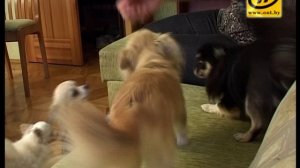 Смешные Чихуахуа, советы владельцам