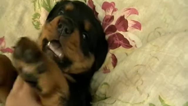 MOV005.MOD смотреть онлайн