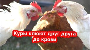 РАСКЛЕВ У КУР несушек, бройлеров - это каннибализм