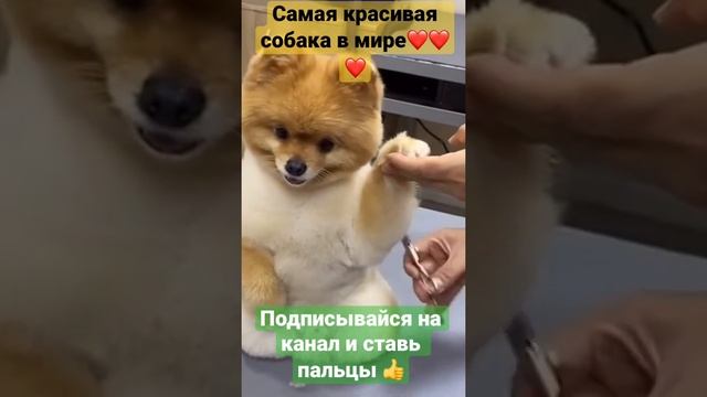 Самая красивая собака в мире:The most beautiful dog in the world#shorts #буднипитомца #милашка