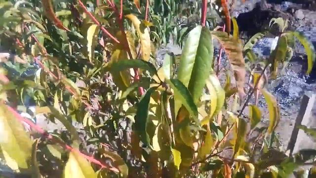 Клястероспориоз персика. Часть 2 смотреть онлайн