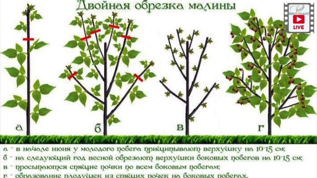 Вьющаяся земляника и малиновое дерево.