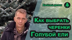Черенкование голубой ели. Как выбрать веточки ели для черенка с маточного дерева?