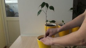 Формирование штамба - фикус Даниэль