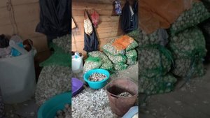 Полное мучения. Дробление чеснока на зубки в ручную