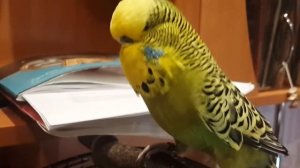 Выставочный волнистый попугай (Чех)
