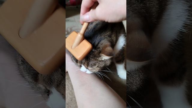 Смешной кот. 2 Shorts