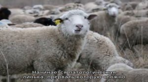 Неприхотливые овцы цигайской породы