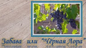 Забава  виноград