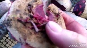 Свекла на зимнее хранение