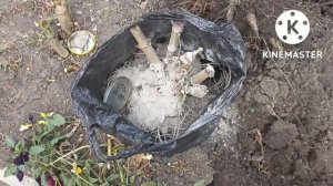 Сибирь.Убираем многолетние Георгины на хранение.