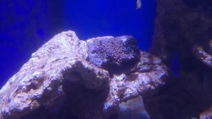 Морской аквариум - коралловый риф - Общий обзор и новый аксессуар