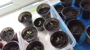 Павловния и Катальпа с семян