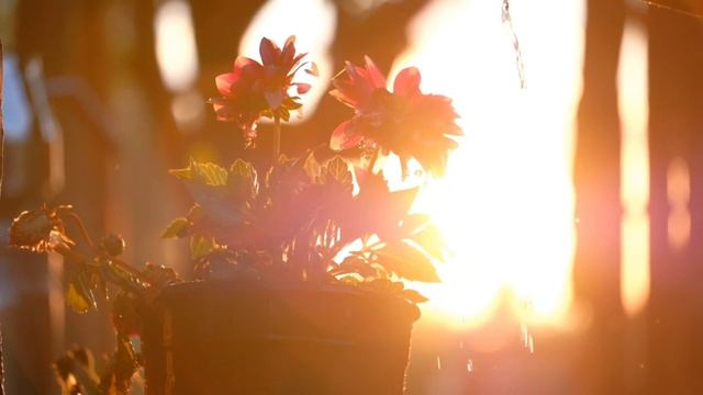 Зачем делать практики.mp4 смотреть онлайн