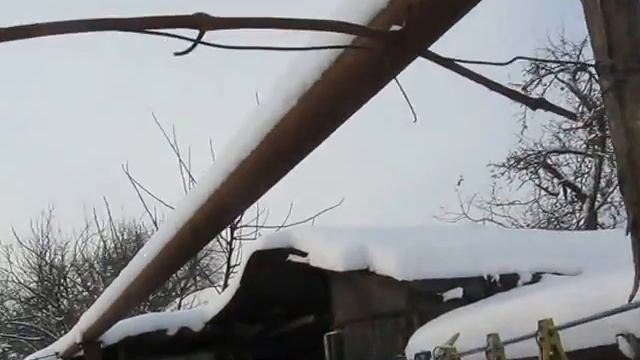 Зимовка укрывного винограда без укрытия смотреть онлайн