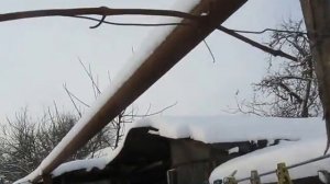 Зимовка укрывного винограда без укрытия