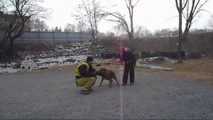 Дрессировка на команду "чужой".