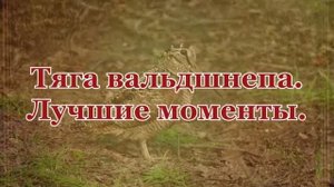 Лучшие моменты на весенней охоте!