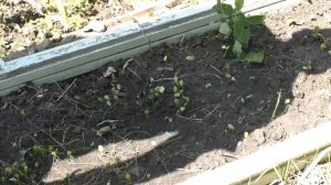 Легко размножаем гледичию семенами.