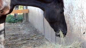 Кто лучше Пони или Лошадь? Про это ты не знал 100%. Видео для детей.