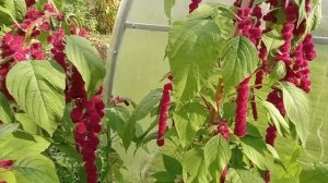 Амарант распустил косы.Амарант - растение будущего.