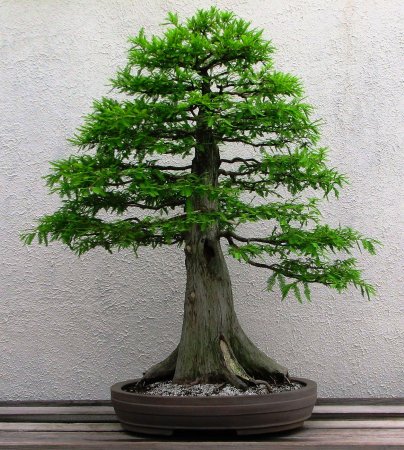 Метасеквойя, (лат. Metasequoia glyptostroboides) Метасеквойя глиптостробовидная, саженцы