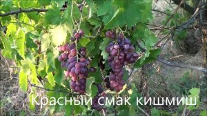 Красный смак кишмиш