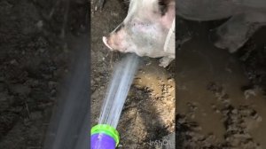 Сегодня обзор про свиней: кормление, уход, опорос, выход мяса с одной свиньи!