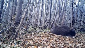 Волк не воет, волк поет