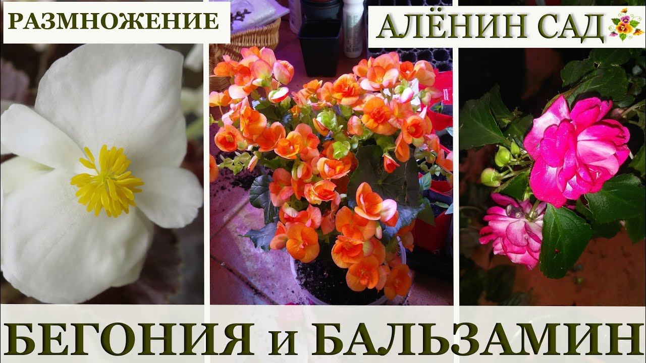 Бегонии и бальзамины САМОЕ ПРОСТОЕ размножение черенками!