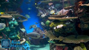 Подводный мир под музыку для сна 1 ЧАС -The underwater world to the music for sleep