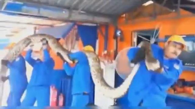 Топ 5 больших змей смотреть онлайн