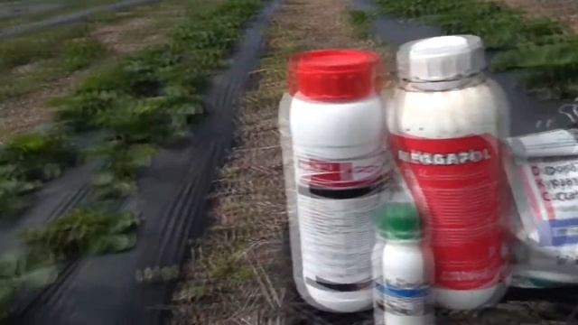 Обработка клубники весной. смотреть онлайн