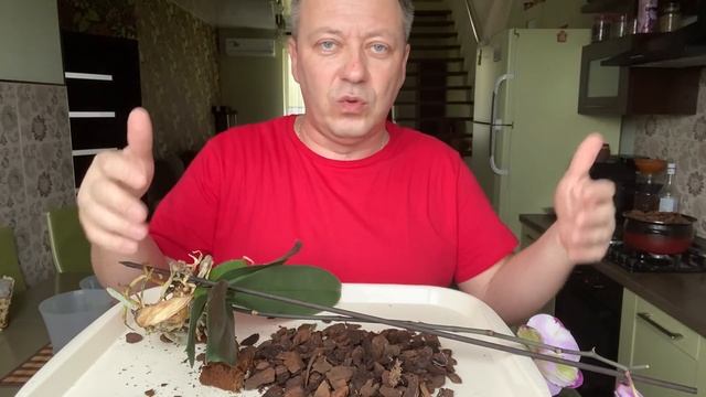ОБРЕЗАЮ КОРНИ ОРХИДЕИ и стимулирую орхидею фаленопсис перед пересадкой